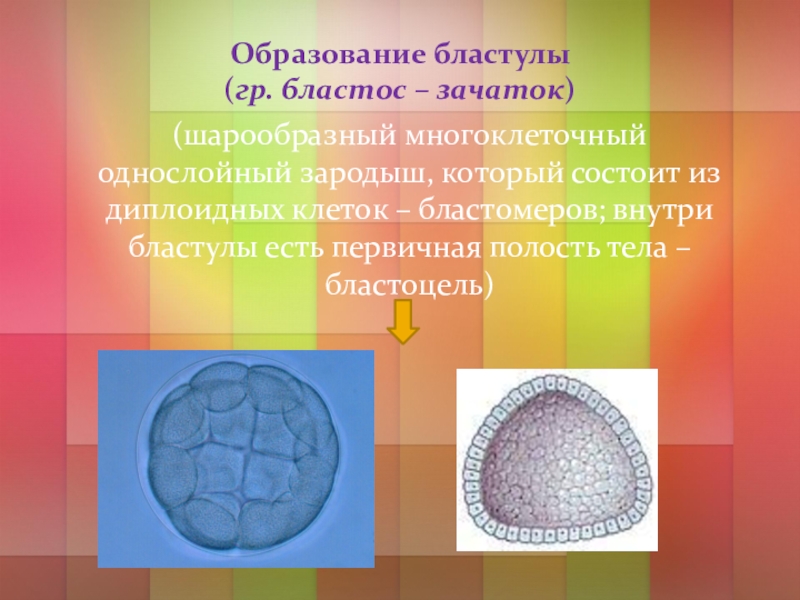 Рассмотрите рисунок на котором изображен процесс образования бластулы многоклеточного зародыша