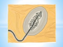 Презентация Роль кожи в регуляции температуры тела. Закаливание