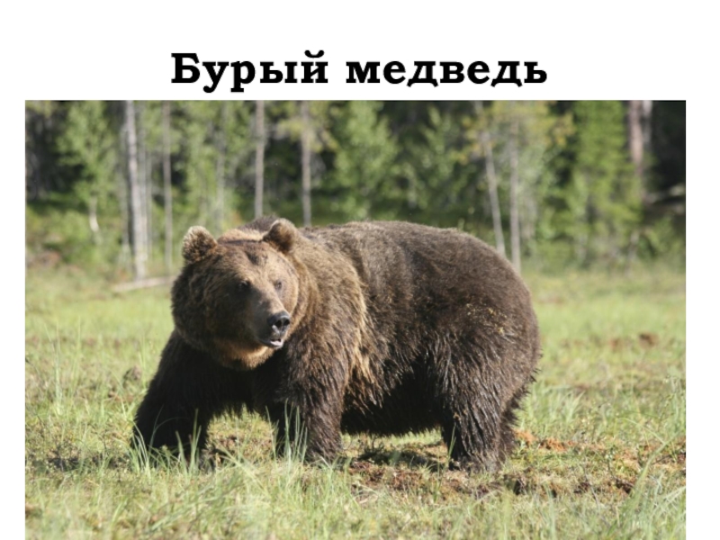 Бурый медведь красная книга. Почему бурый. Доклад о медведях. Бурый медведь занесен в красную книгу или нет в россии. Бурый медведь красная книга россии.