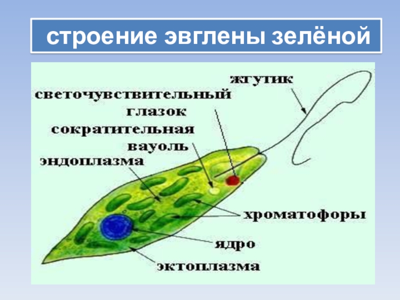 Строение эвглены зеленой рисунок с подписями 7 класс