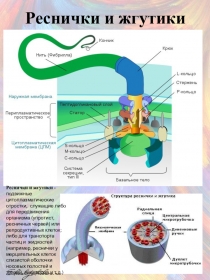 Раздаточный материал по теме: Органеллы спецназначения_Реснички и жгутики