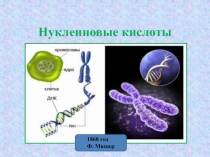 Презентация по биологии для 9 класса по теме Нуклеиновые кислоты.