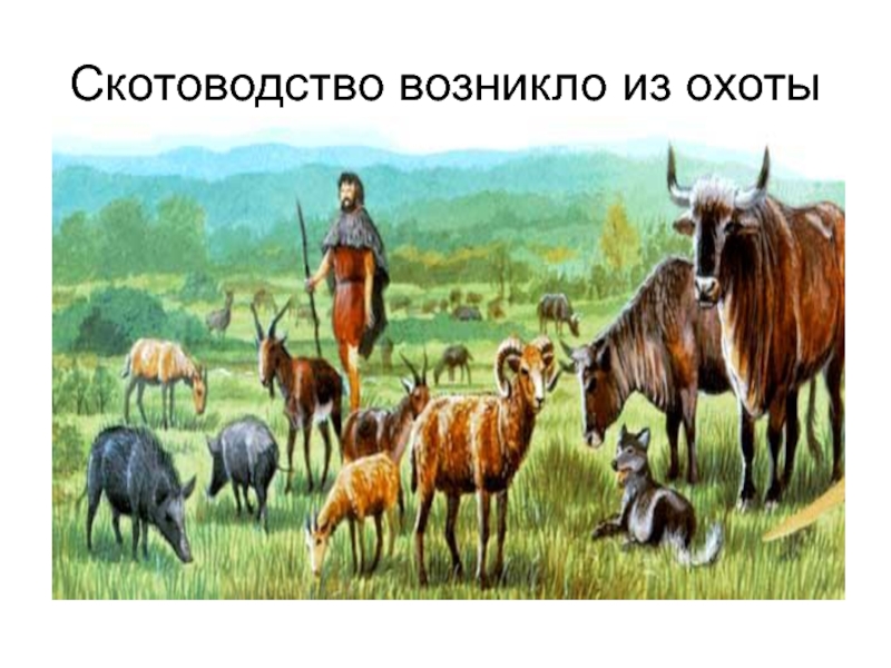 Основной вид мяса у многих скотоводческих народов. Зарождение скотоводства. Земледелие и скотоводство. Из охоты возникло скотоводство. Древние скотоводы.