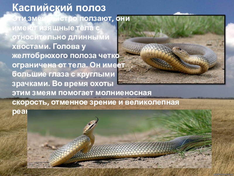 Какие змеи водятся в астрахани фото и названия