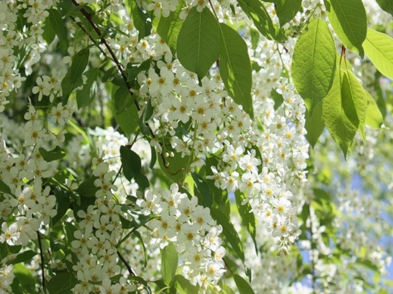 Картинки черемуха в цвету весной