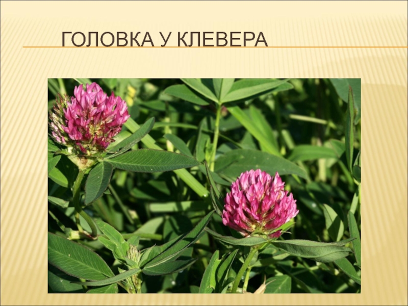 Трава морфологический. Соцветие головка Клевер. Клевер Луговой - головка. Строение головки Лугового клевера. Форма клевера головка.