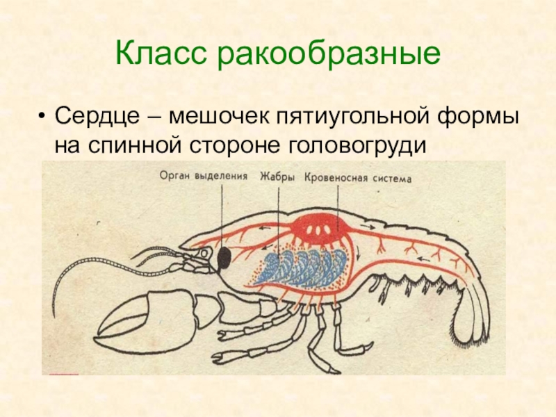 Органы кровообращения животных рисунок егэ