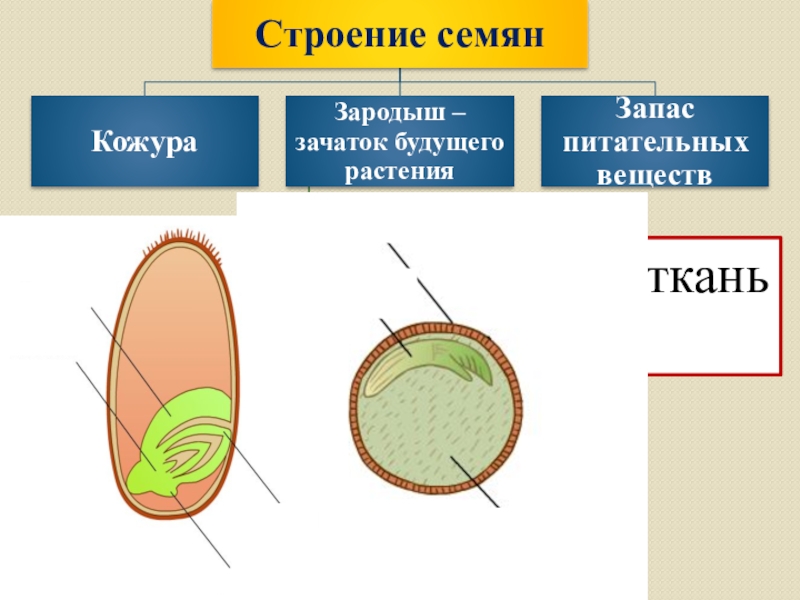 Строение семени шишки