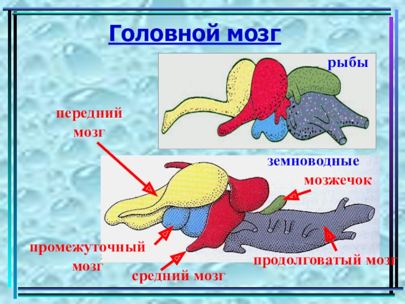 Какой мозг у рыб. Головной мозг земноводных. Мозг рыбы. Передний мозг у рыб. Мозг рыбы строение.