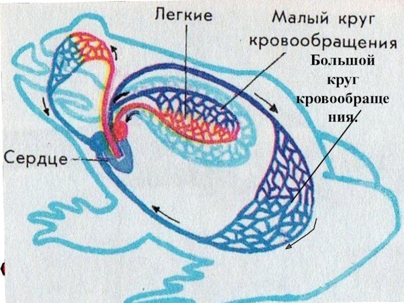 Схема кровообращения земноводных