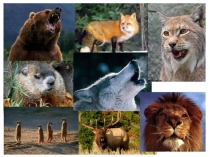 Презентация по биологии 5 кл Значение животных в природе и жизни человека