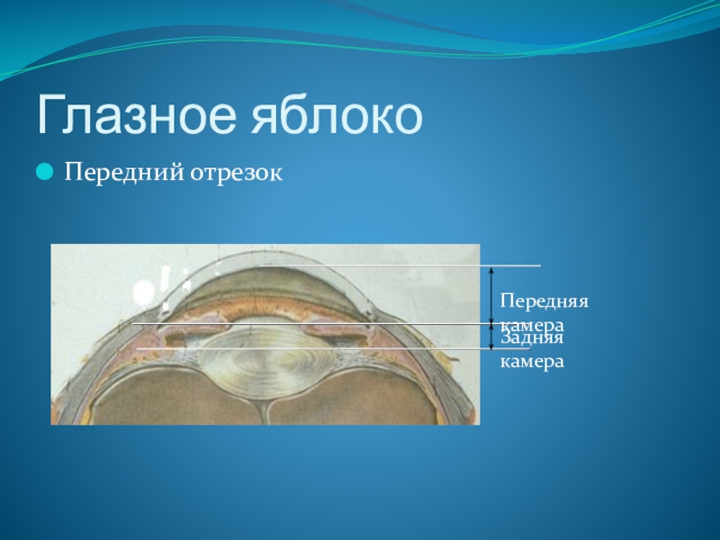 Камеры глаза. Содержимое камер глазного яблока. Передняя камера глаза. Внутр глащная жидкость. Жидкость передней камеры глаза.