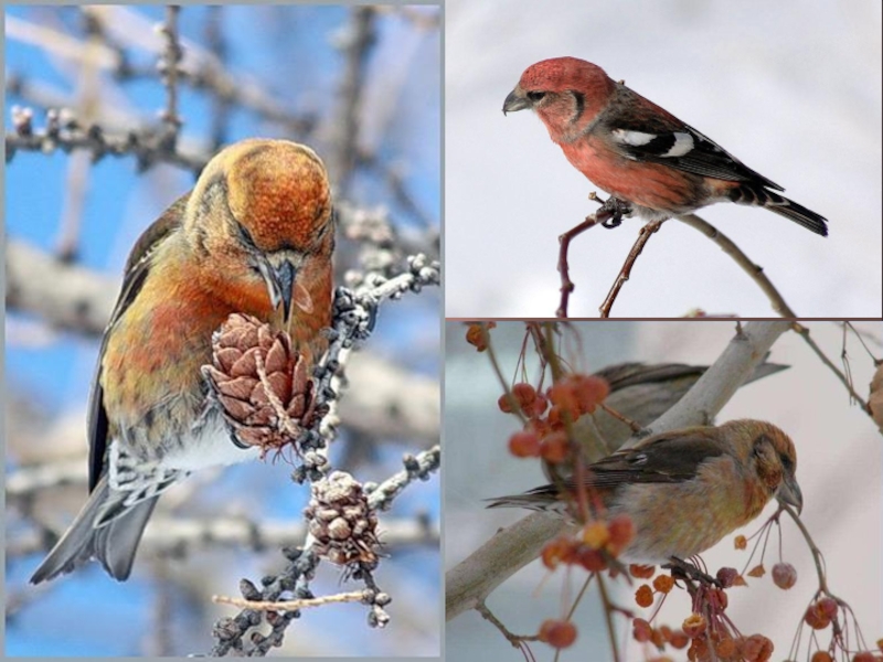 Сезонные изменения видео. Изменения зимой птицы в природе. Сезонные изменения в природе зимой. Сезонные изменения в природе презентация 2 класс. Сезонные изменения в живой природе картинки.
