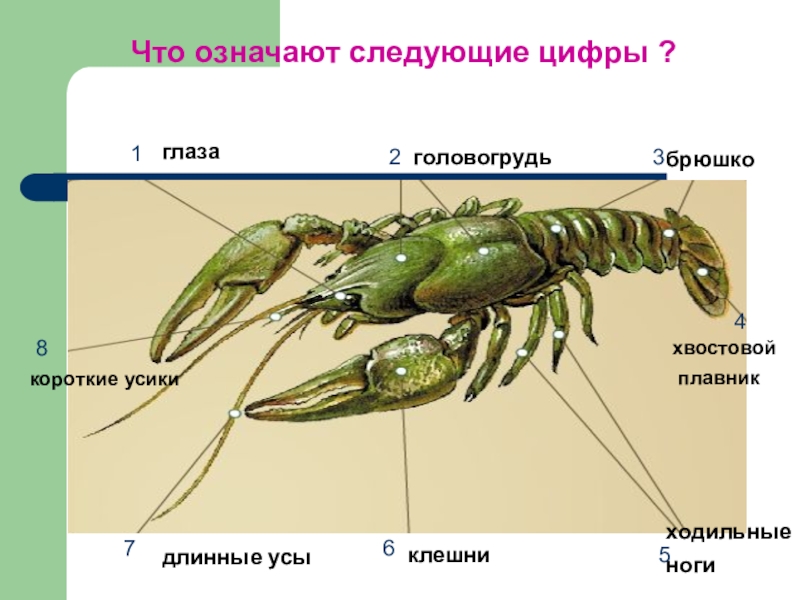 Картинка ракообразные биология 7 класс