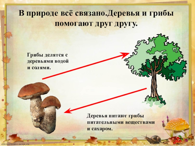 Грибы помогают. Грибы и деревья взаимосвязь. Связь гриба и дерева. Связь между грибом и деревом. Как грибы связаны с деревьями.