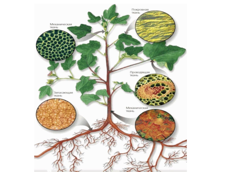 2 выберите ткани растений. Модель растительной ткани. Плацентарная ткань растений. Ткань растения соединяющая все в единую систему. Диссямяляционная ткань растения.
