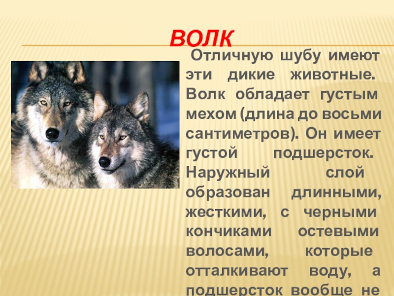 Волк	Отличную шубу имеют эти дикие животные. Волк обладает густым мехом (длина до восьми сантиметров). Он имеет густой