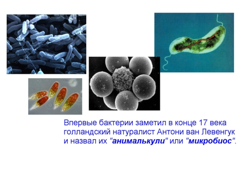 Презентация по теме бактерии 7 класс