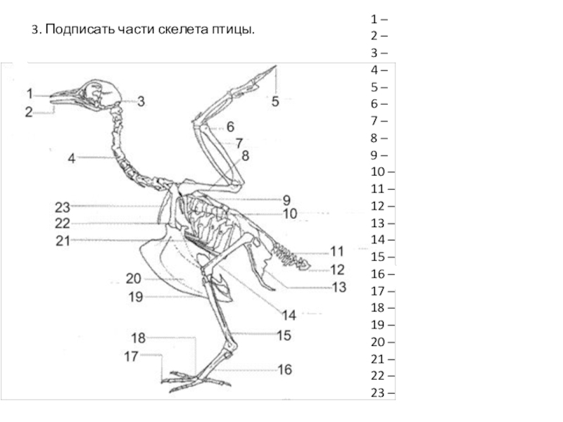 Схема опорно двигательной системы птиц