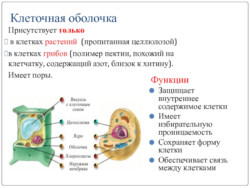 Каким номером на рисунке обозначена часть клетки аналог которой у грибов состоит из хитина