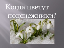 Презентация по окружающему миру на темуКогда цветут подснежники?. (3-4 класс)