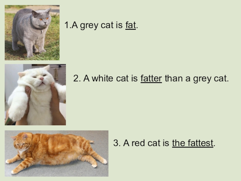 1 this is a cat. Cat is fat. A fat Cat предложение с. Толстый кот по английски. Cats are или is.
