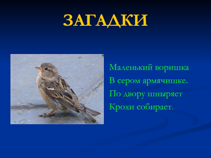 В сером армячишке по дворам шныряет. Птичка-невеличка в сером армячишке по дворам шныряет крохи собирает. Армячишке. Отгадай загадку по дворам шныряет крохи собирает.