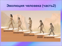 Презентация по биологии  Эволюция человека