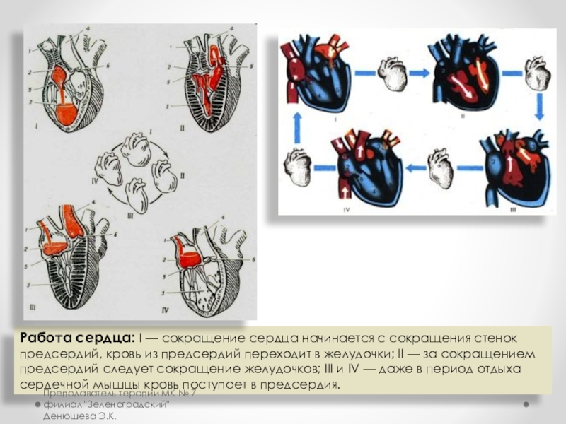 Сокращение стенок. Пропедевтика сердечно-сосудистой системы. Работа сердца. Сокращение сердца. Работа сердца сокращение.