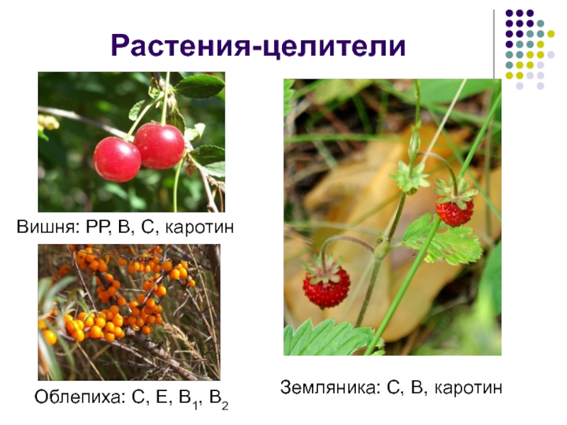 Растения-целителиВишня: РР, B, C, каротинОблепиха: С, Е, B1, B2Земляника: С, B, каротин