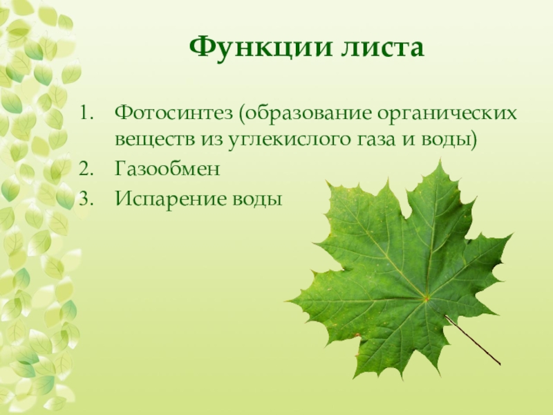 Биология 6 класс функция листьев. Функции листа. Функции листа растения. Внешнее строение листа. Функции листьев.