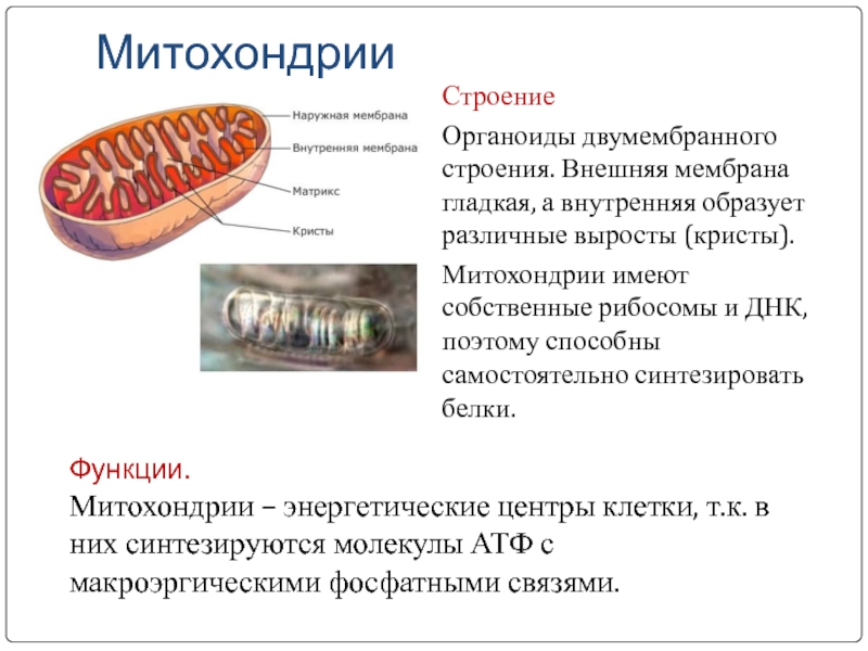 Изображенный на рисунке органоид имеет продолговатую форму