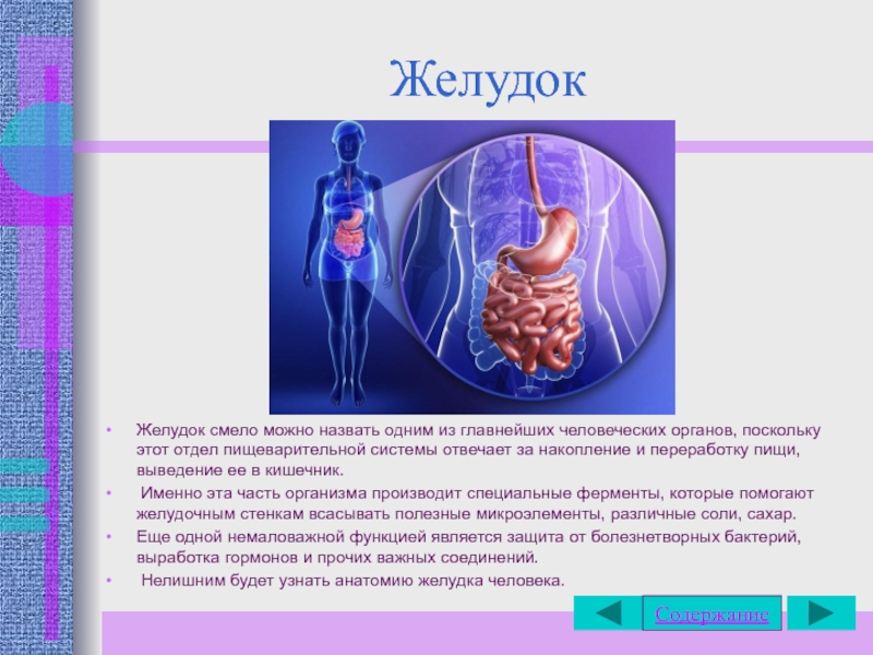 Органы человека информация. Основные внутренние органы физкультура.. Органы человека кратко про них. Желудок человека информация для 3 класса.