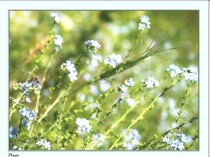 Презентация к уроку 6 класс Цветок-орган семенного размножения растений