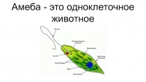 Презентация по биологии: Амеба