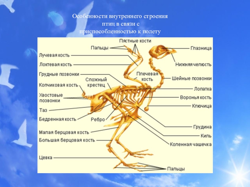 Форма тела птиц особенности строения значение. Внутреннее строение птиц система органов. Системы органов птиц 7 класс биология. Особенности внутреннего строения птиц. Особиности строения " птиц".