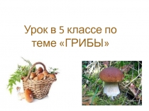 Презентация по биологии на тему : Грибы (5 класс)