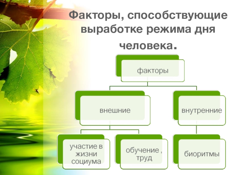 Дня основа. Факторы режима дня. Внешние факторы режима дня. Факторы распорядка дня. Выработка режима.