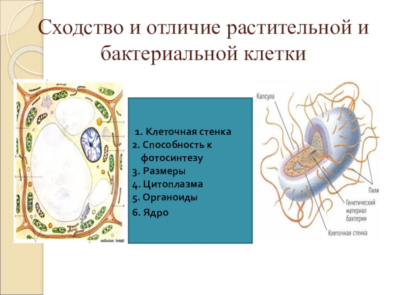 отличие бактериальной клетки от растительной. старение бактерии. энтерококки бактерии. сальмонеллез бактерия возбудитель. бактериальная инфекция (синегнойная палочка).