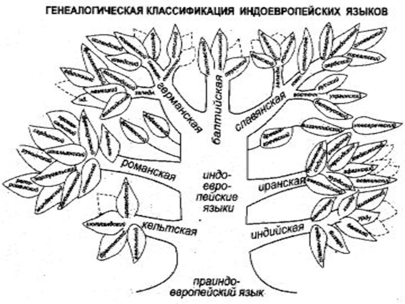 4 группы языков. Генеалогическая классификация индоевропейских языков дерево. Классификация языков мира языковые семьи схема. Индоевропейская семья языков. Языковое Древо индоевропейских языков таблица.