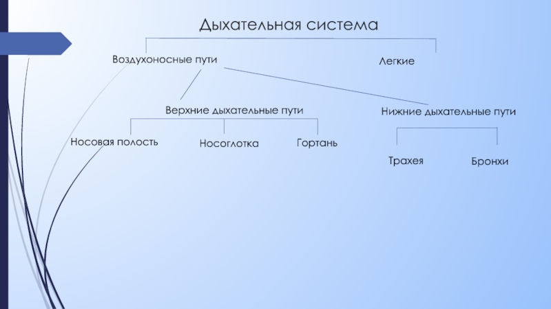 Каким номером на рисунке обозначены воздухоносные пути