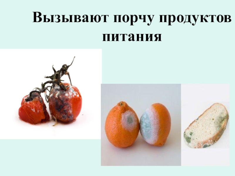 Порча продуктов. Вызывают порчу продуктов питания. Бактерии вызывают порчу продуктов. Порча пищевых продуктов. Причины порчи пищевых продуктов.