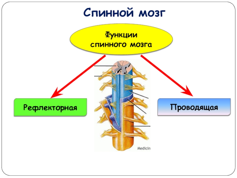 Строение головного мозга и спинного мозга презентация