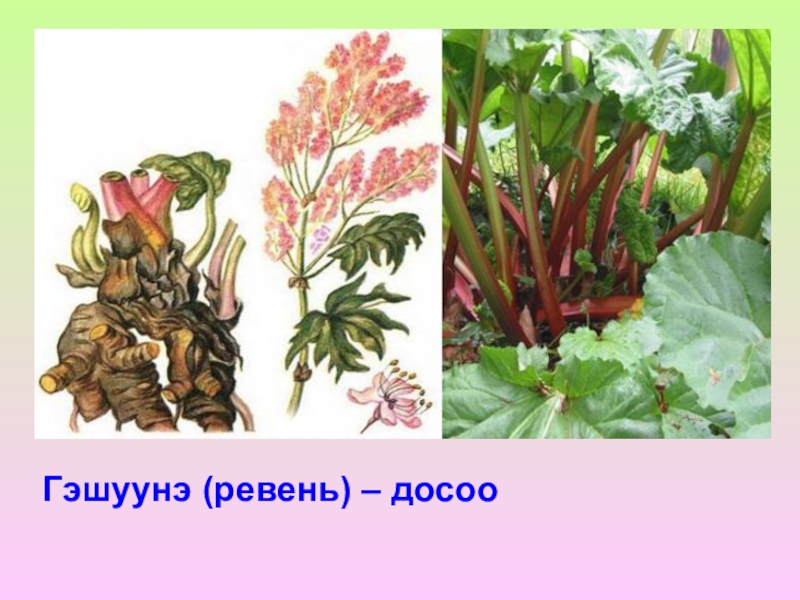 Корень ревеня. Ревень дланевидный тангутский. Ревеня дланевидного корни. Ревень тангутский корень. Ревень тангутский Фармакогнозия.