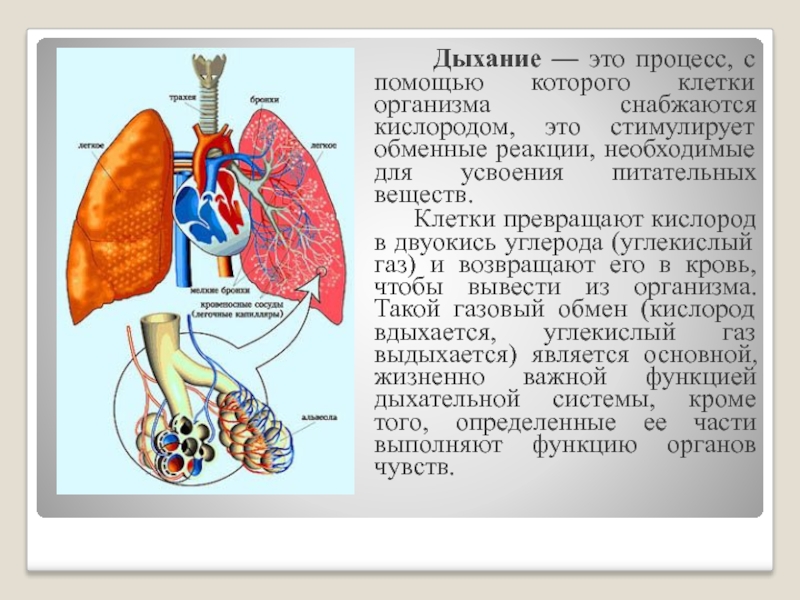 Презентация на тему анатомия дыхательной системы