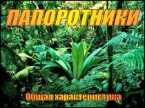 Презентация по теме  Папоротники