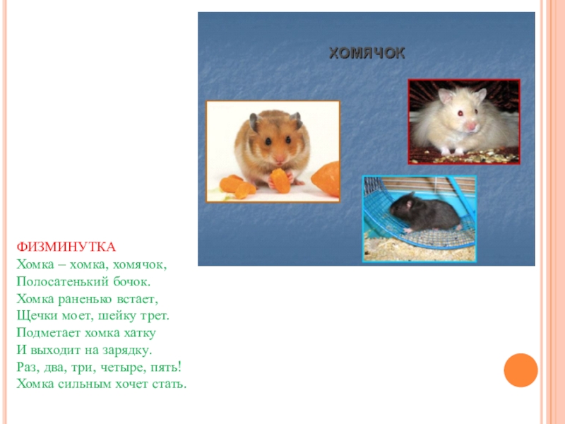Животное живого уголка окружающий. Физминутка хомячок. Животные живого уголка хомяк. Хомка хомячок физминутка. Физминутка Хомка Хомка хомячок полосатенький бочок.