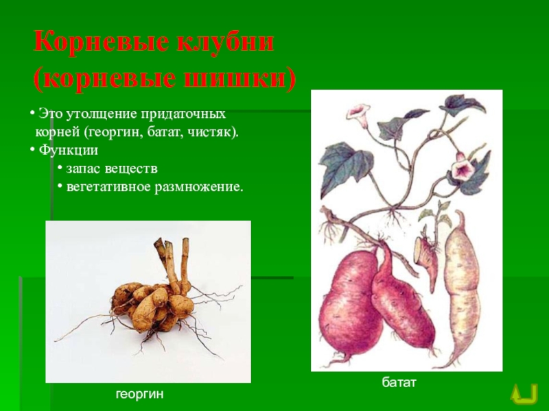 Корнеплод вегетативное размножение