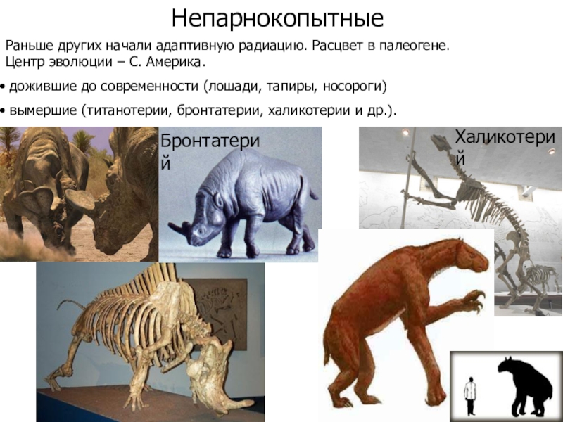 Палеоген презентация по биологии