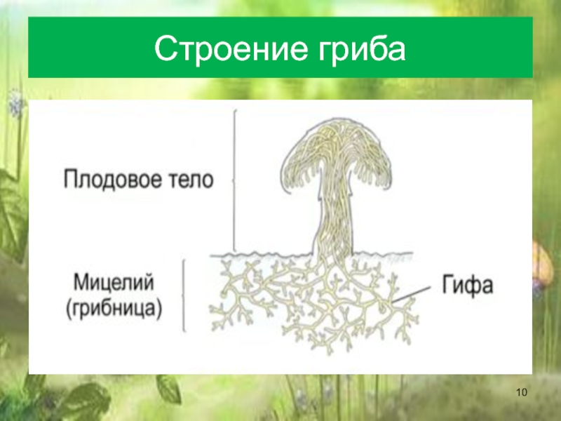 Вегетативное тело мицелий